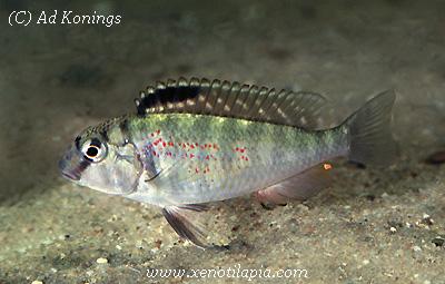 Simochromis babaulti