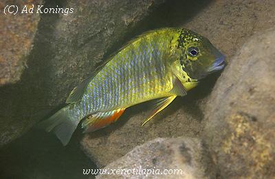 Simochromis diagramma