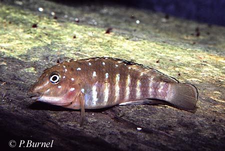 Tanganicodus irsacae