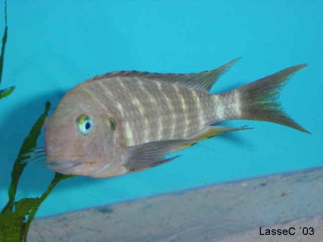 Tropheus annectens