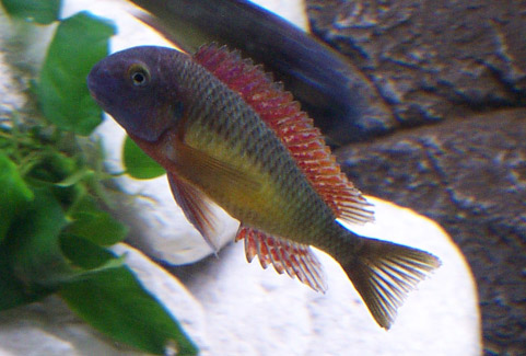 Tropheus moorii