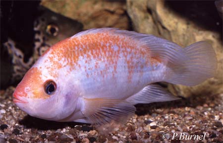 Amphilophus citrinellus