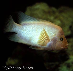 Amphilophus labiatus