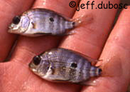 Astatheros macracanthus