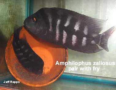 Amphilophus zaliosus