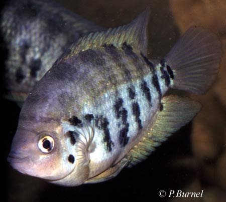 Archocentrus centrarchus