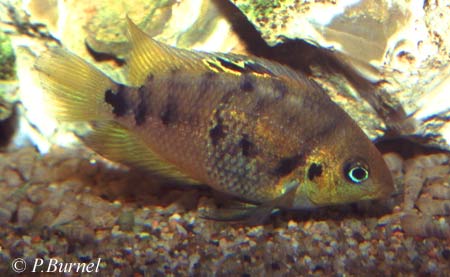 Amatitlania altoflava