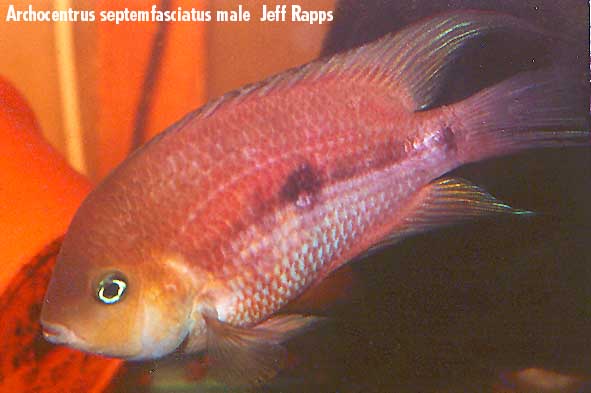 Amatitlania septemfasciata