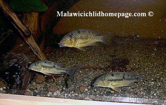 Geophagus crassilabris