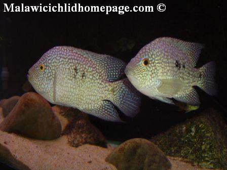 Herichthys carpintis