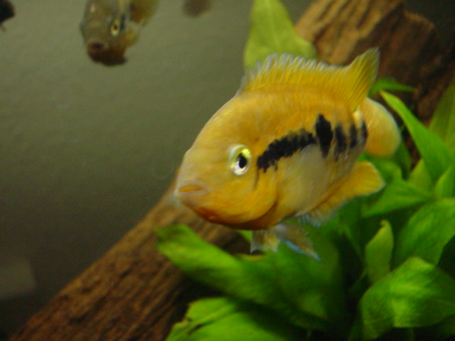 Herotilapia multispinosa