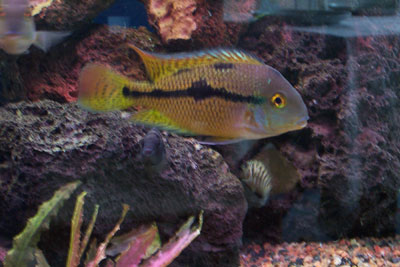 Hypsophrys nicaraguensis