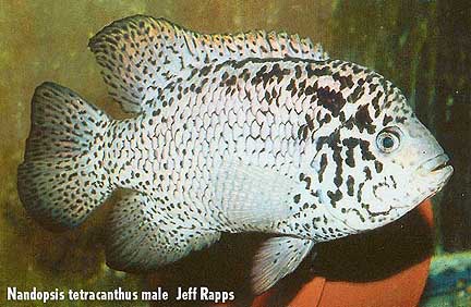 Nandopsis tetracanthus