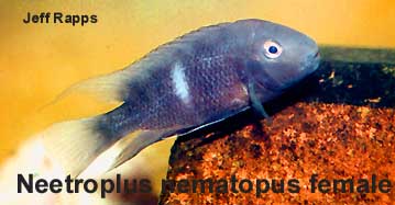 Neetroplus nematopus