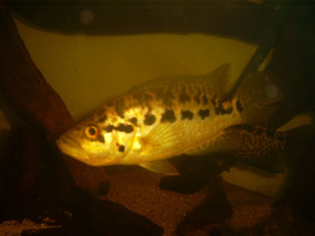 Parachromis managuensis