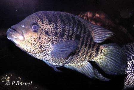 Parachromis friedrichsthalii