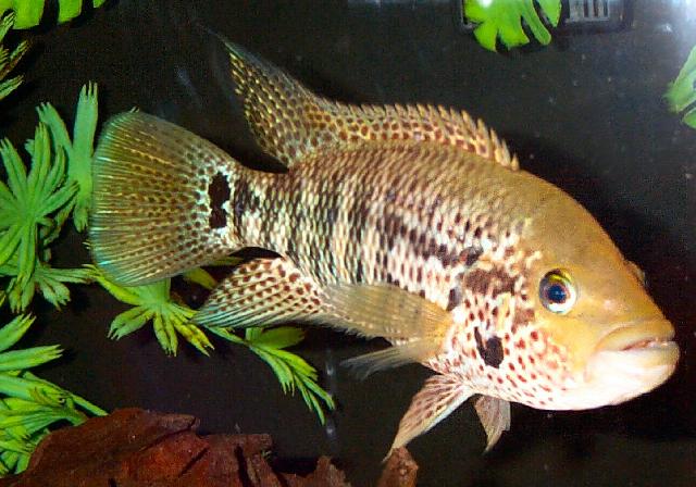 Parachromis motaguensis