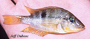 Thorichthys affinis