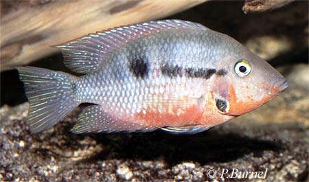 Thorichthys meeki