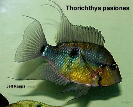 Thorichthys pasionis