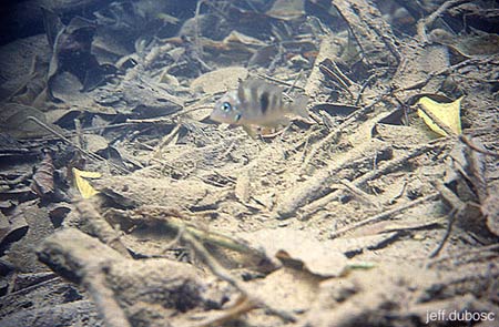 Thorichthys socolofi