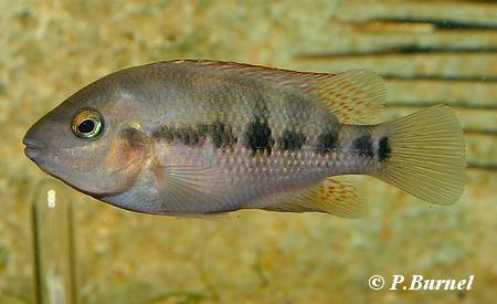 Talamancaheros sieboldii