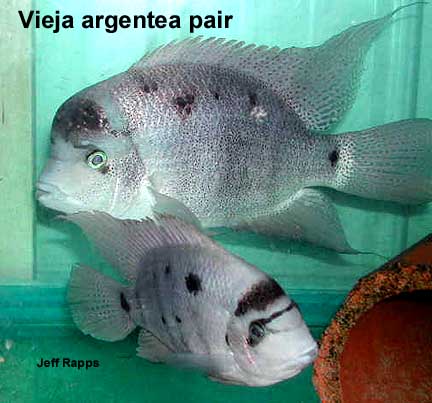 Maskaheros argenteus