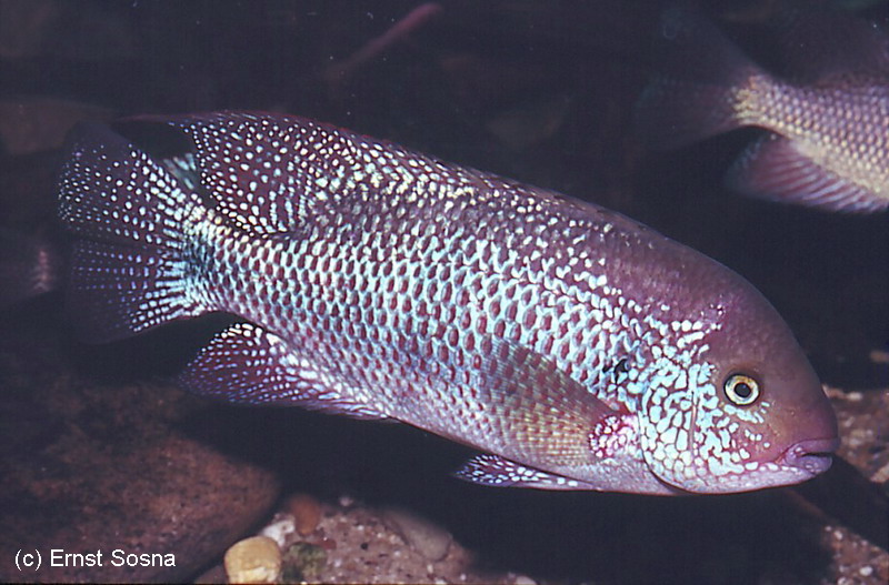 Chuco microphthalmus