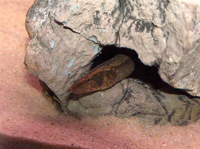 Aethiomastacembelus shiranus