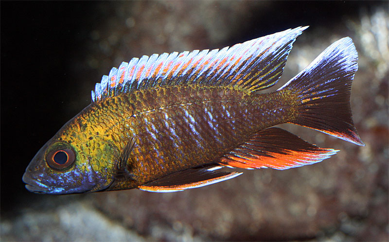 Aulonocara jacobfreibergi