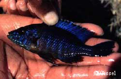 Aulonocara saulosi