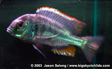 Chilotilapia rhoadesii