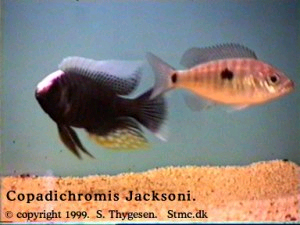 Copadichromis jacksoni