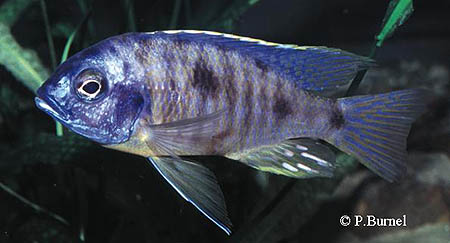 Copadichromis mbenji
