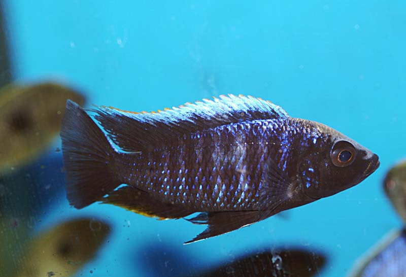 Copadichromis trewavasae