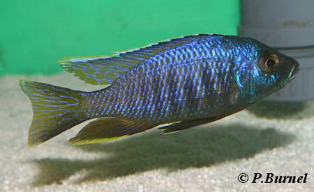 Copadichromis verduyni