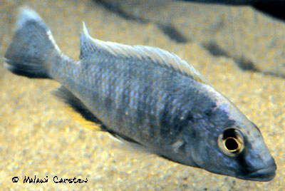 Otopharynx lithobates