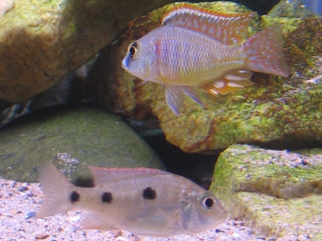 Otopharynx tetrastigma