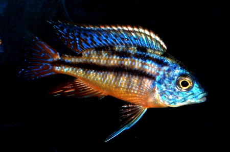 Protomelas taeniolatus
