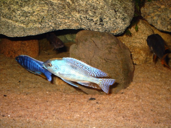 Trematocranus placodon