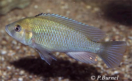Astatotilapia calliptera