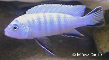 Cynotilapia axelrodi