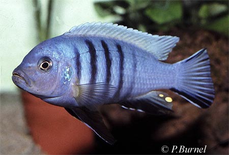 Cynotilapia pulpican