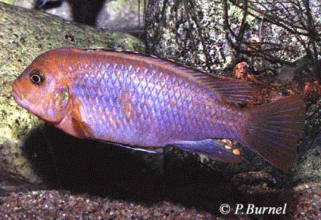 Iodotropheus sprengerae