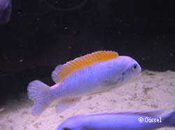 Labeotropheus trewavasae