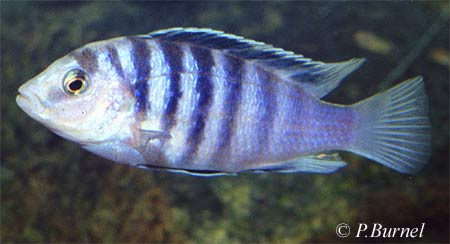 Labidochromis chisumulae