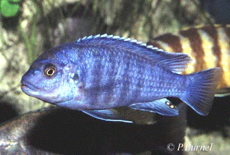 Labidochromis freibergi