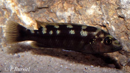 Melanochromis baliodigma
