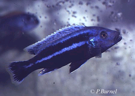 Melanochromis chipokae