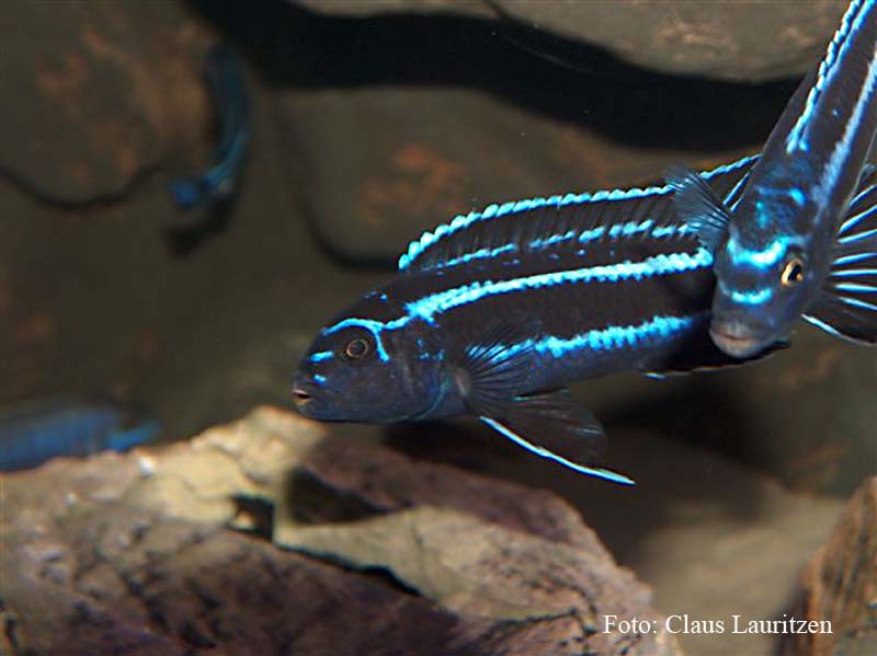 Melanochromis cyaneorhabdos